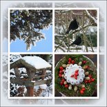 Merels in sneeuw