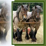 Trekpaarden op het land