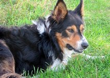 Schotse collie (Ansichtkaart)