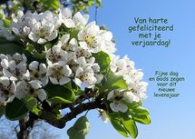 Felicitatie, bloesem (Ansichtkaart)