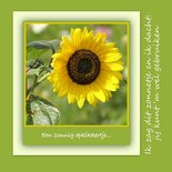 Zonnebloem 'Opkikkertje'
