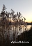 Deelneming, riet (Ansichtkaart)