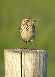 Graspieper op paal (Ansichtkaart)