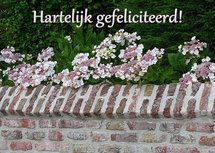 Muurtje met hortensia (Ansichtkaart)