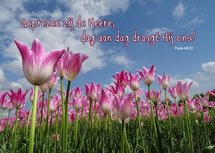 Tulpen, Dag aan dag (Ansichtkaart)