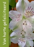 Felicitatie, alstroemeria (Ansichtkaart)