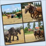 Paardencollage