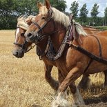 Twee werkpaarden