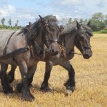 Ploegende paarden