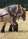 Ansichtkaart werkpaarden (Ansichtkaart)