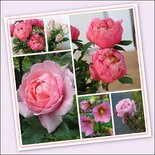 Rosarium