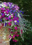 Hanging basket (Ansichtkaart)