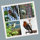 Wintervogels