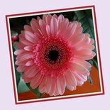 Roze gerbera