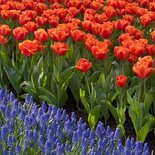 Tulpen en blauwe druifjes