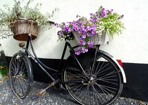 Oude fiets met mand (Ansichtkaart)