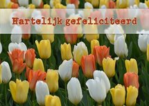 Felicitatie, tulpen (Ansichtkaart)