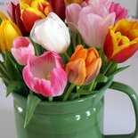 Melkkan met tulpen (ENKEL)