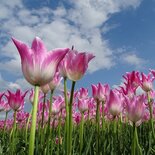 Tulpenveld (ENKELE kaart)