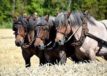 Trekpaarden, driespan (Ansichtkaart)