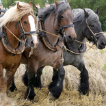 Trekpaarden, driespan