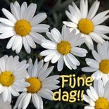Margrieten 'Fijne dag' (ENKEL)