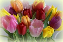 Tulpen (Ansichtkaart, groot)