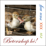 Kuikentjes, beterschap (ENKEL)
