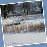 Vijverpark in sneeuw