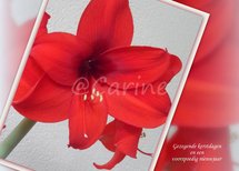 Amaryllis, gezegende kerstdagen, (Ansichtkaart, groot)