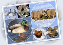 Dierencollage sneeuw (Ansichtkaart)