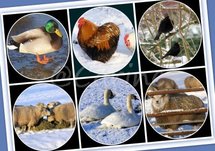 Dieren in de sneeuw (Ansichtkaart)