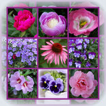 Bloemencollage