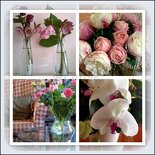 Roze in viervoud