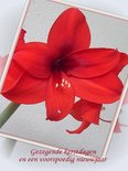Amaryllis rood (Ansichtkaart)