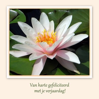 Witte waterlelie