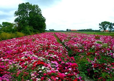 Duizendschoon (Ansichtkaart)
