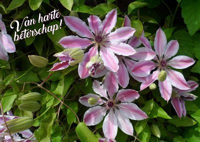 Beterschap, clematis (Ansichtkaart)