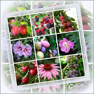 Bloemen en fruit