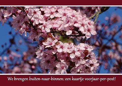 Prunus in bloei (Ansichtkaart)