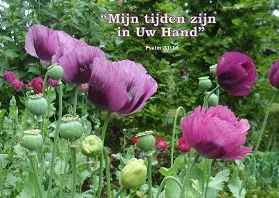 In Uw Hand (Ansichtkaart)