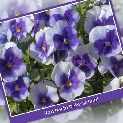 Viooltjes, beterschap