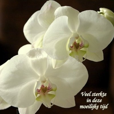Sterkte in deze moeilijke tijd (Enkel)