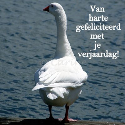 Gans, gefeliciteerd (ENKEL)