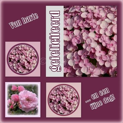 Hortensia, gefeliciteerd (ENKEL)