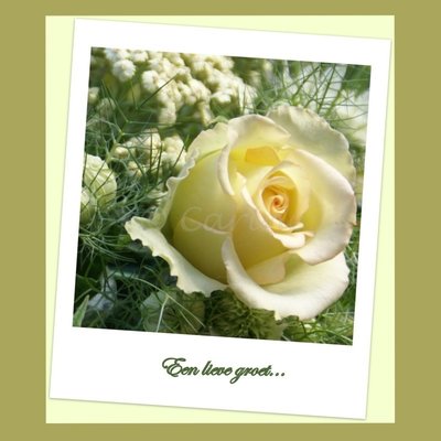 Roos, een lieve groet (ENKEL)