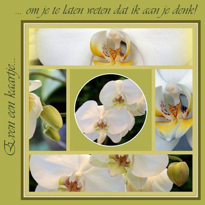 Collage orchideeën (ENKEL)
