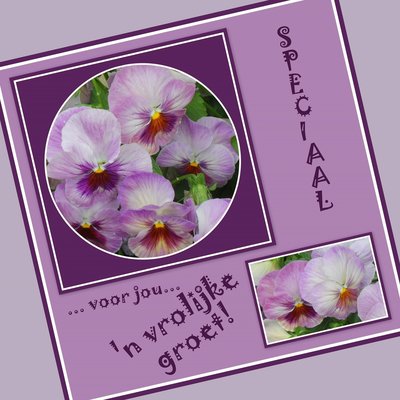 Viooltjes, 'n vrolijke groet! (ENKEL)