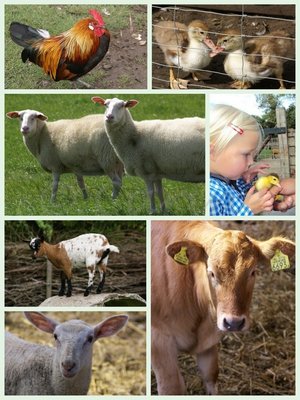 Boerderijcollage (Ansichtkaart, groot)
