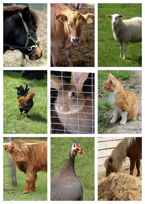 Collage dieren (Ansichtkaart, groot)